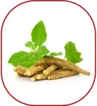ASHWAGANDHA 97d84185 f937 43f4 8313 59b9a514156e