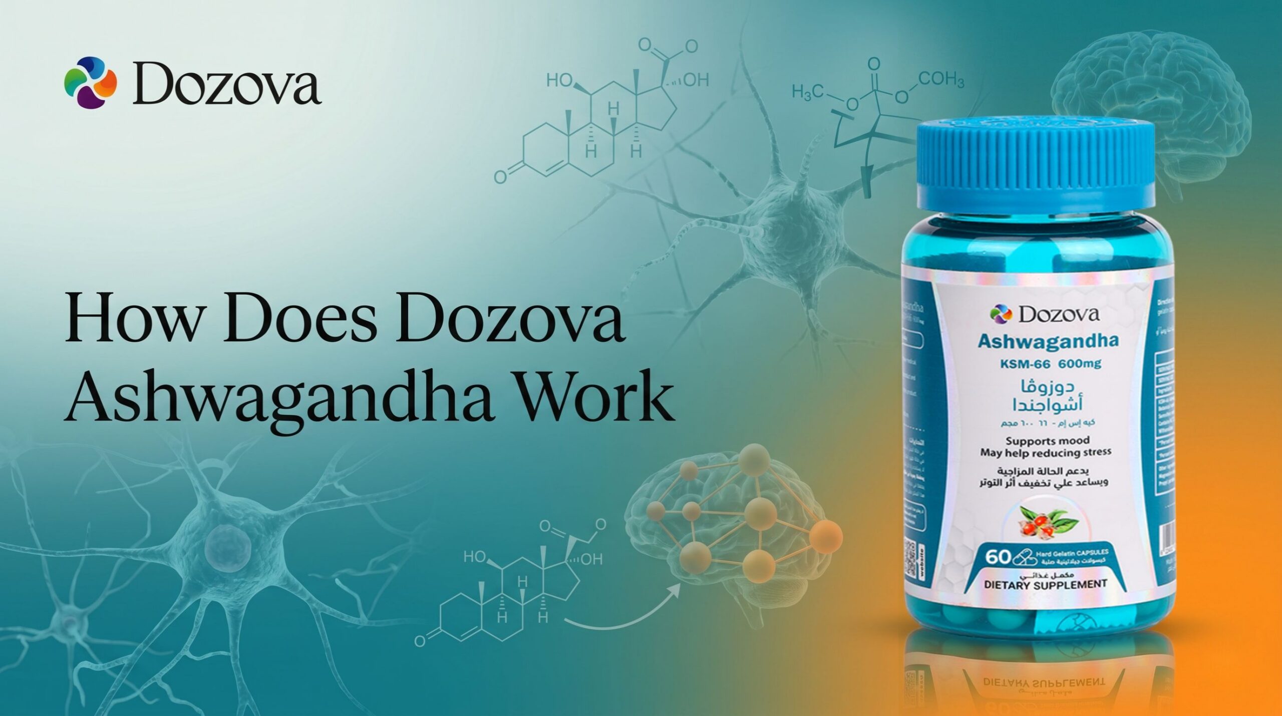 How Does Dozova Ashwagandha Work Mechanism of Action