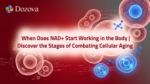 When Does NAD+ Start Working in the Body Discover the Stages of Combating Cellular Aging