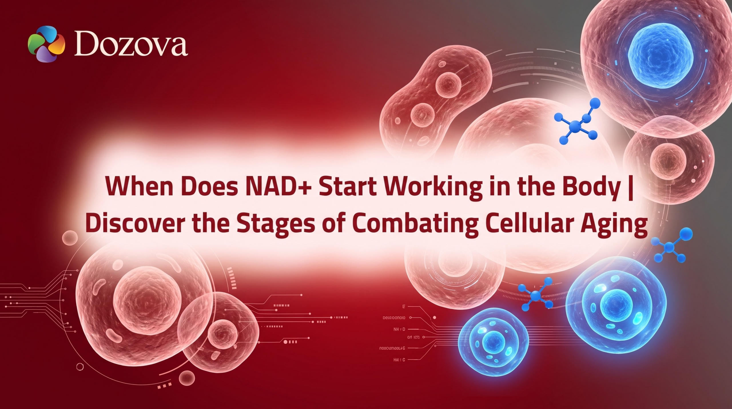 When Does NAD+ Start Working in the Body Discover the Stages of Combating Cellular Aging